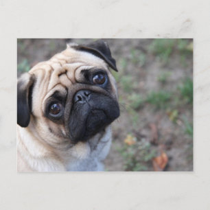CARTÃO POSTAL PUG