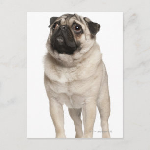 Cartão Postal Pug (13 meses) olhando para cima