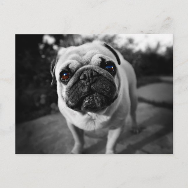 Cartão Postal Pug bonito (Frente)