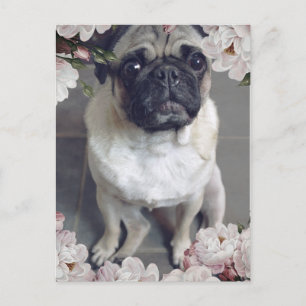Cartão Postal Pug Bonito