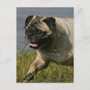 Cartão Postal Pug Brincando Perto Da Água
