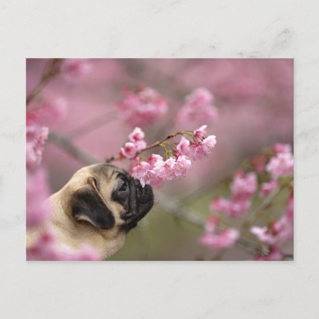 Cartão Postal Pug Cheirando Blossomas de Cereja (Frente)