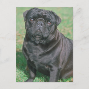Cartão Postal Pug chinês preto