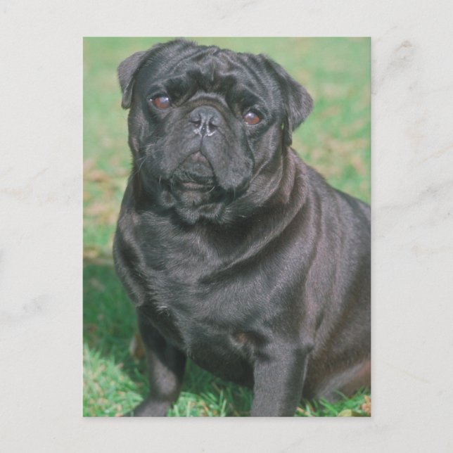 Cartão Postal Pug chinês preto (Frente)