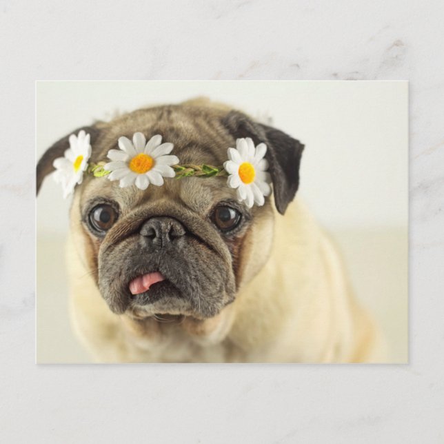 Cartão Postal Pug com Daisy Crown (Frente)