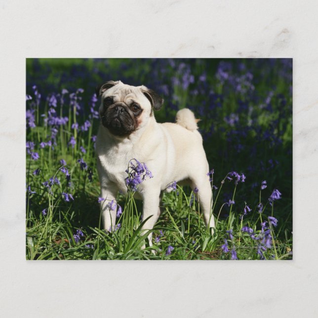 Cartão Postal Pug da jovem corça que está nos Bluebells (Frente)