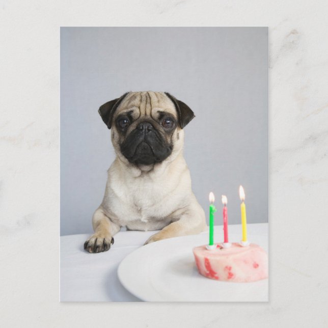 Cartão Postal Pug de aniversário (Frente)