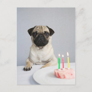 Cartão Postal Pug de aniversário