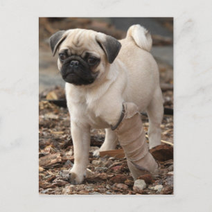 Cartão Postal Pug de resgate