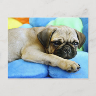Cartão Postal Pug deitado em travesseiros