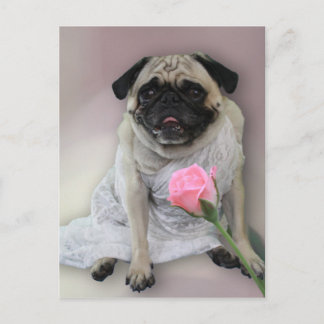 Cartão Postal Pug Dia de Casamento