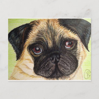 Cartão Postal Pug Dog