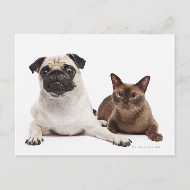 Cartão Postal Pug e gato birmanês (Frente)