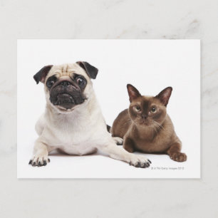 Cartão Postal Pug e gato birmanês