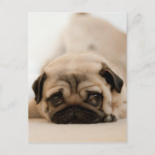 Cartão Postal Pug Feminino Marrom