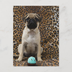 Cartão Postal Pug filhote sentado contra a impressão em animais