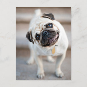 Cartão Postal Pug Head Tilt