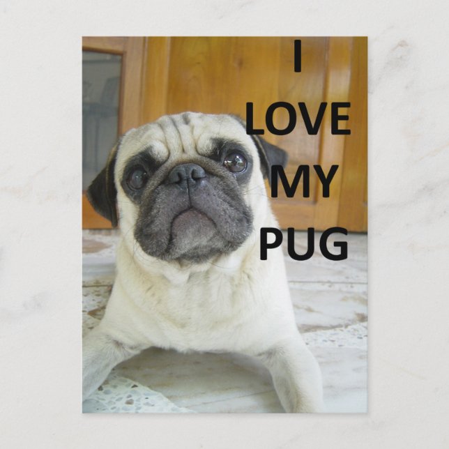 Cartão Postal pug love w pic.png (Frente)