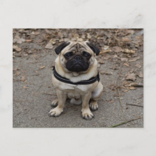 Cartão Postal Pug Muito Sério