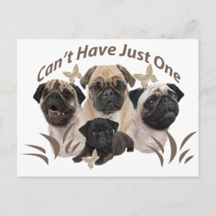 Cartão Postal Pug não pode ter apenas um Roupa e presentes