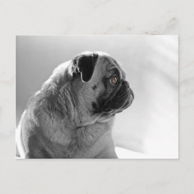 Cartão Postal Pug no perfil (Frente)