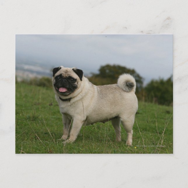 Cartão Postal Pug Panting (Frente)