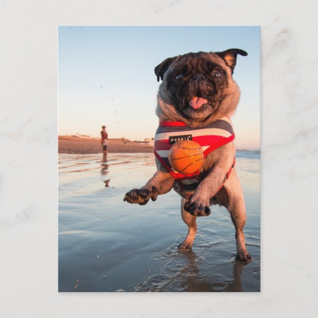 Cartão Postal Pug Plays Ball on Beach (Frente)