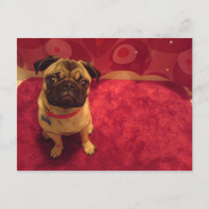 Cartão Postal Pug Postcard Machi