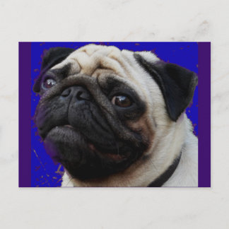 Cartão Postal Pug — Presentes — Rosto Adorável
