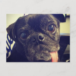 Cartão Postal Pug preto