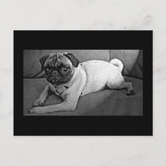 Cartão Postal Pug preto e branco