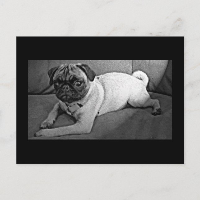 Cartão Postal Pug preto e branco (Frente)