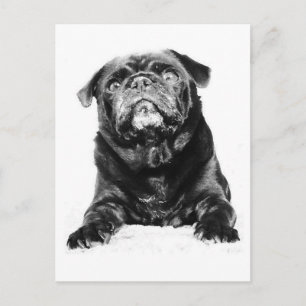 Cartão Postal Pug - Preto PUG Preto e Branco