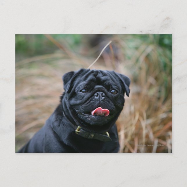 Cartão Postal Pug preto que arfa ao olhar a câmera (Frente)