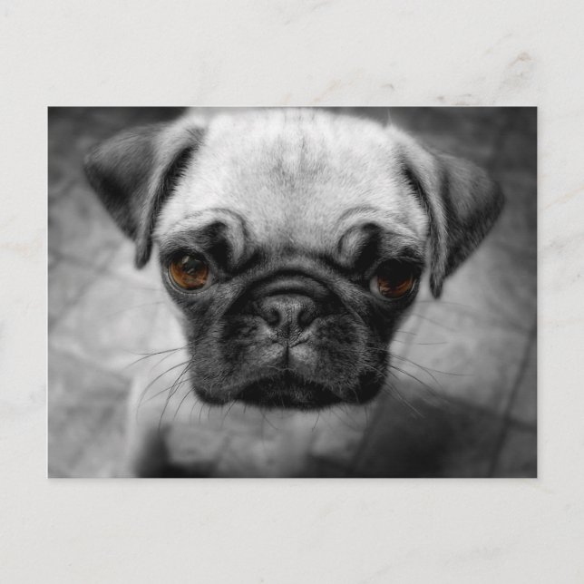 Cartão Postal Pug Pup (Frente)