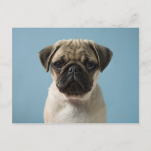 Cartão Postal Pug Puppy Contra Fundo Azul