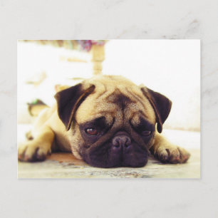 Cartão Postal Pug Puppy Lay no chão com aspecto triste