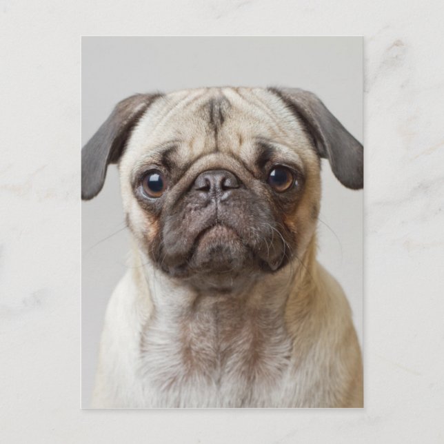 Cartão Postal Pug Retrato (Frente)