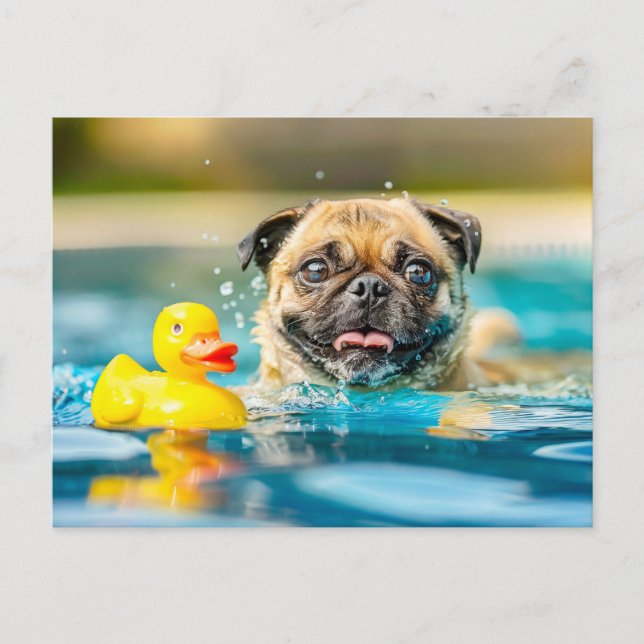 Cartão Postal Pug Swimming with Rubber Duck in Pool (Frente)