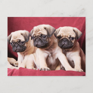 Cartão Postal Pug Triplets