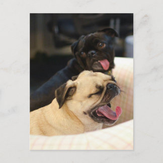 Cartão Postal Pug Yawn