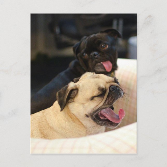 Cartão Postal Pug Yawn (Frente)
