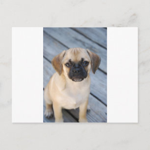 Cartão Postal Puggle
