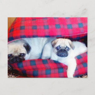 Cartão postal Pugs