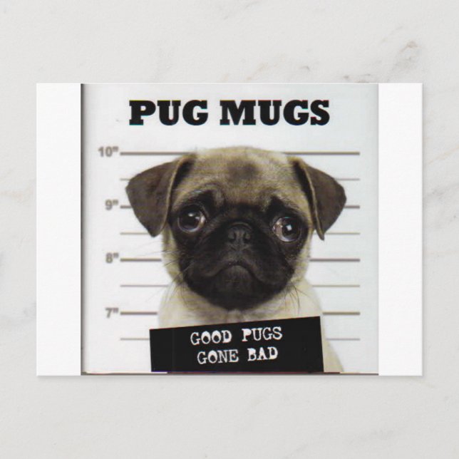 Cartão Postal Pugs (Frente)