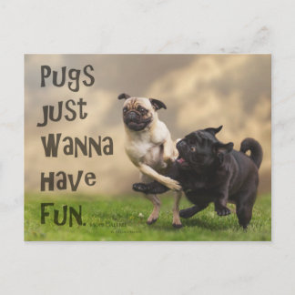 Cartão postal “Pugs justamente wanna have fun "