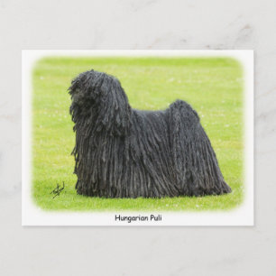 Cartão Postal Puli Húngaro 9R71D-101