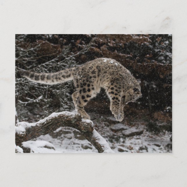 Cartão Postal Pulseira de Leopardo de Neve (Frente)