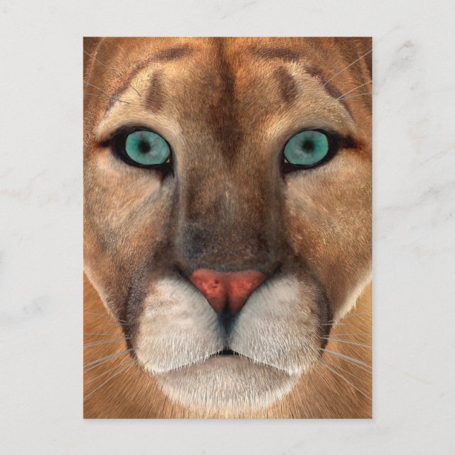 Cartão Postal Puma (Frente)