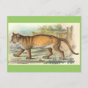 Cartão Postal Puma